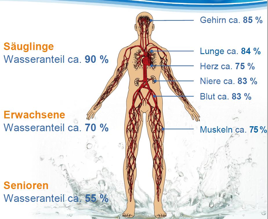 Wasser - Körper - %-Anteile