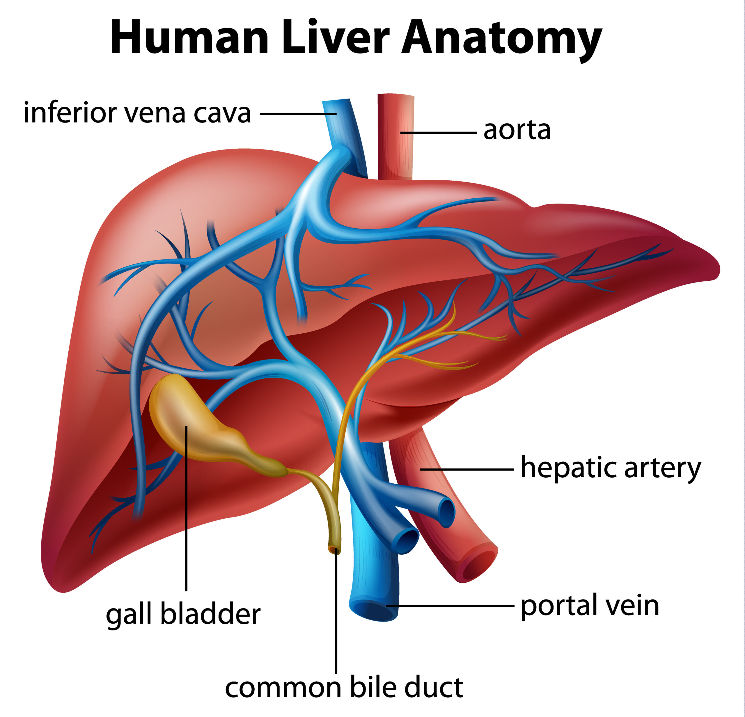 Die Leberanatomie