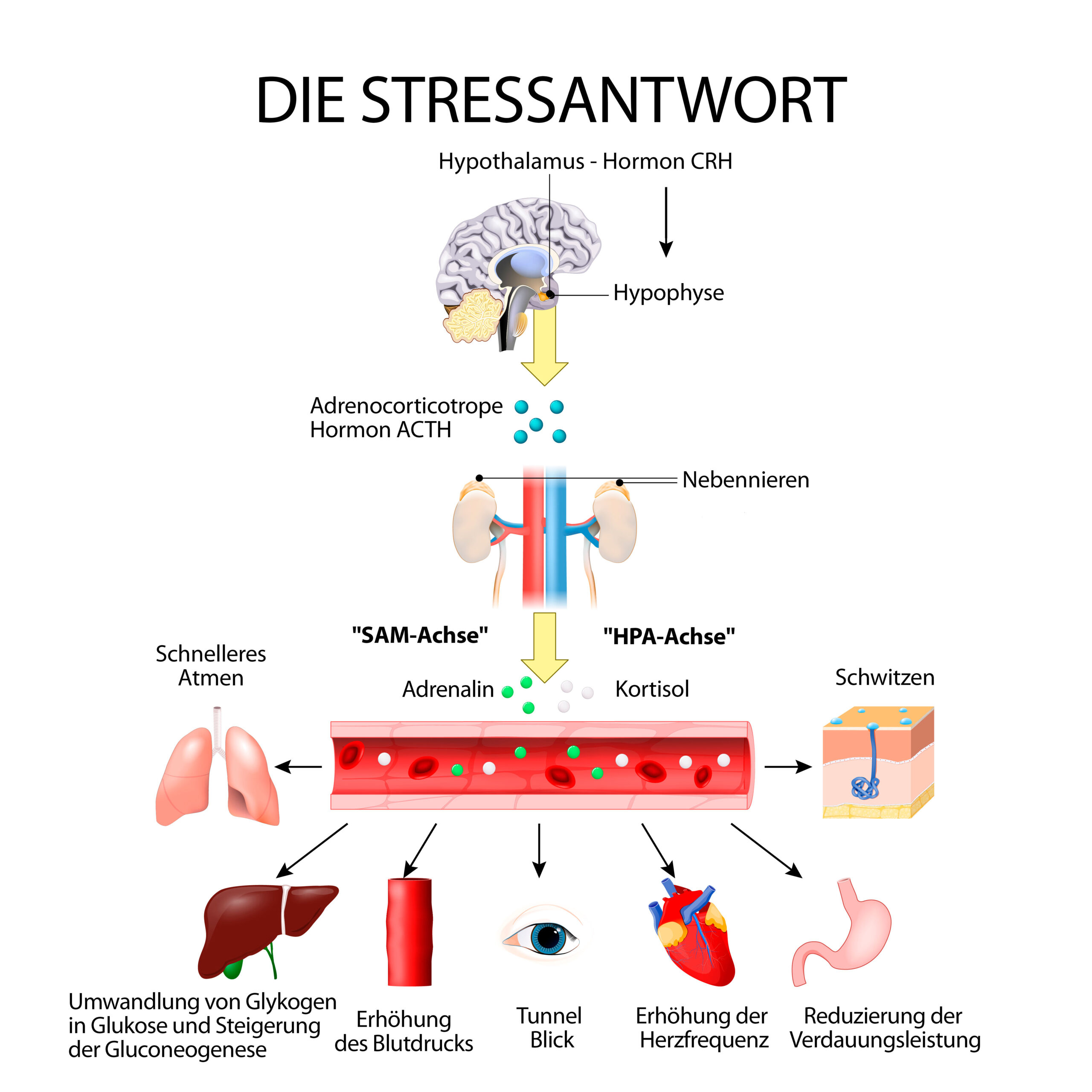 Grafische Darstellung der Stressantwort über die HPA-Achse und SAM-Achse mit Hypothalamus, Hypophyse, Nebennieren sowie der Ausschüttung von Adrenalin und Kortisol und deren Auswirkungen auf den Körper.